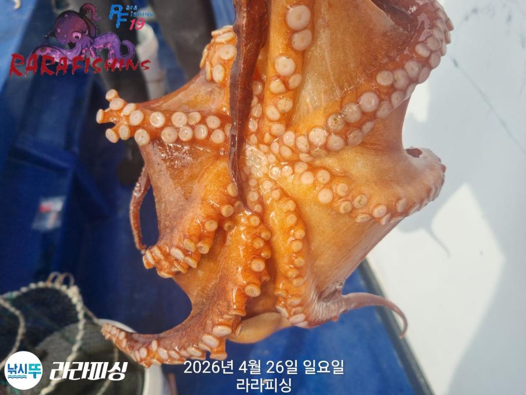 낚시뚜,호래기,돌문어,속천항(진해),라라피싱,낚시뚜22
