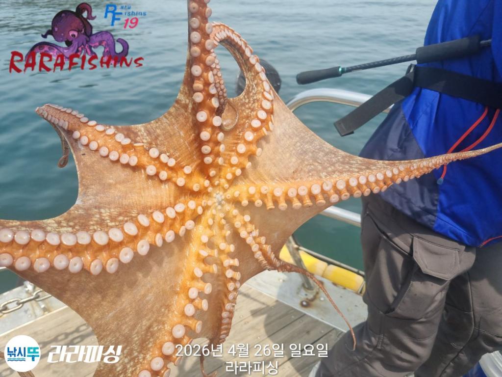 낚시뚜,호래기,돌문어,속천항(진해),라라피싱,낚시뚜20