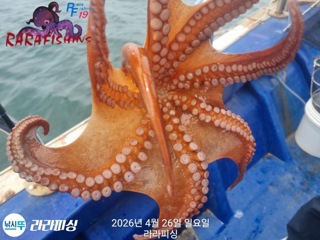 낚시뚜,호래기,돌문어,속천항(진해),라라피싱,낚시뚜18