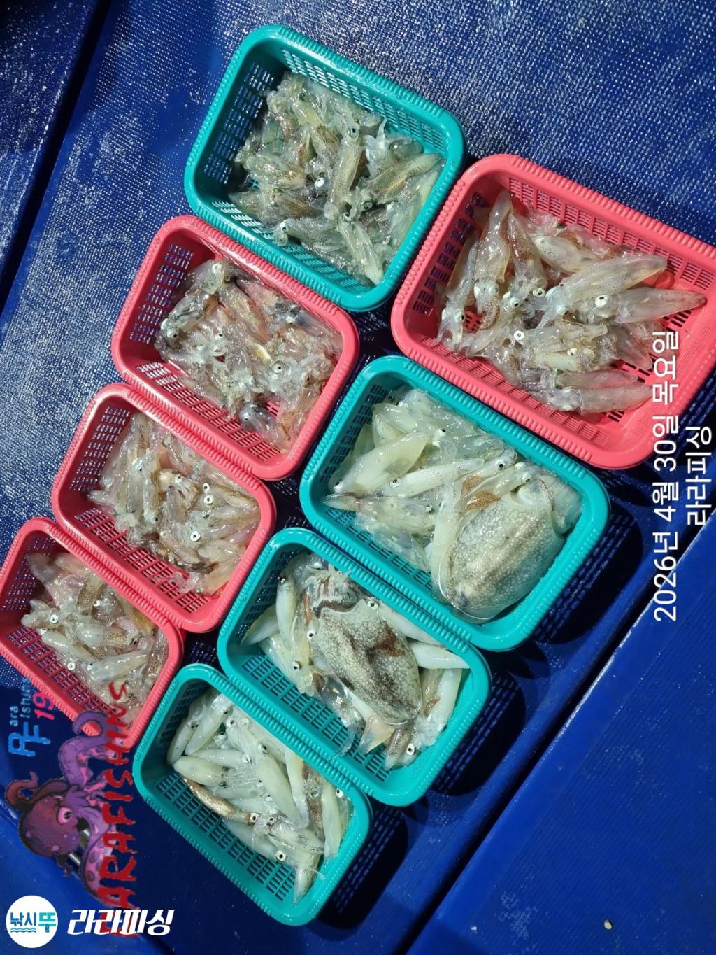 낚시뚜,호래기,돌문어,속천항(진해),라라피싱,낚시뚜14