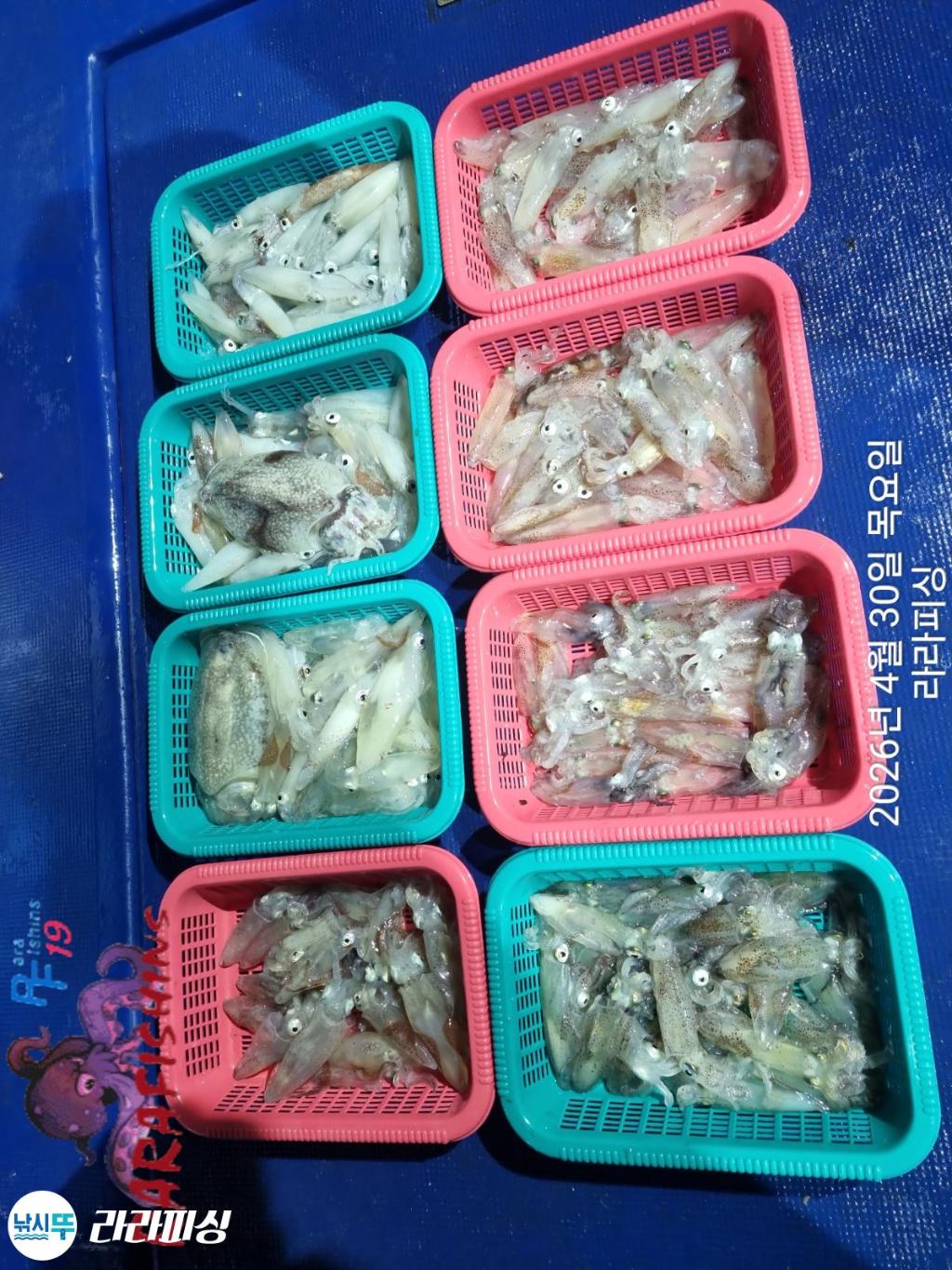 낚시뚜,호래기,돌문어,속천항(진해),라라피싱,낚시뚜12