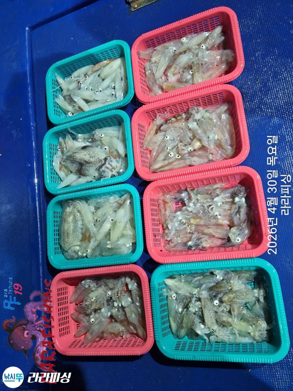 낚시뚜,호래기,돌문어,속천항(진해),라라피싱,낚시뚜11