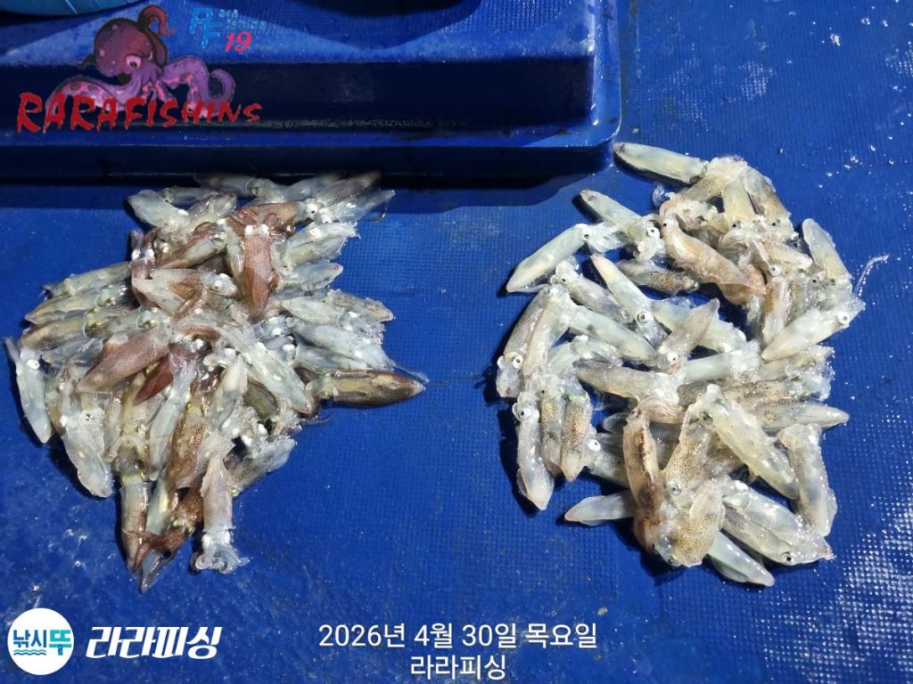 낚시뚜,호래기,돌문어,속천항(진해),라라피싱,낚시뚜10