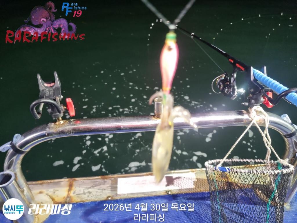 낚시뚜,호래기,돌문어,속천항(진해),라라피싱,낚시뚜6