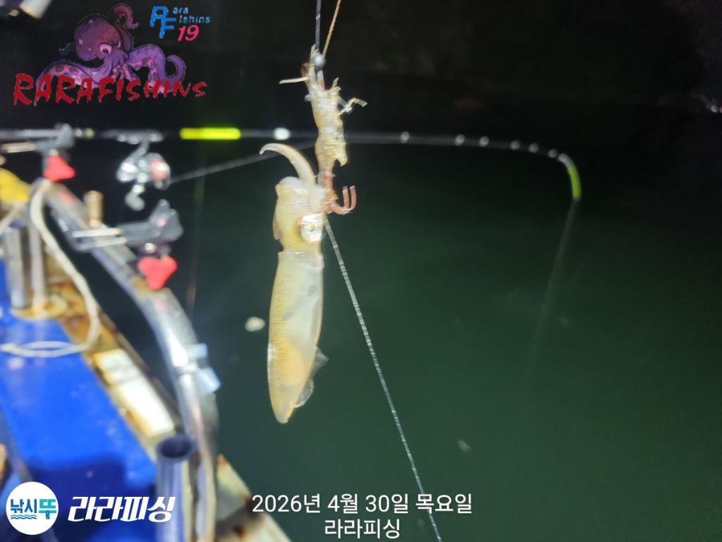 낚시뚜,호래기,돌문어,속천항(진해),라라피싱,낚시뚜5