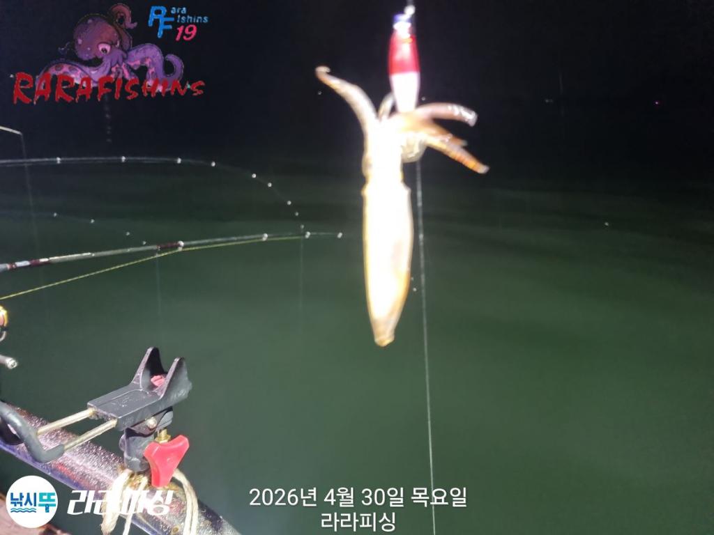 낚시뚜,호래기,돌문어,속천항(진해),라라피싱,낚시뚜4