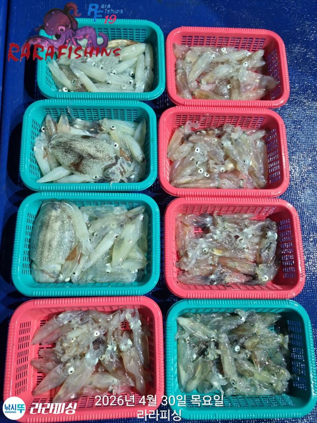 낚시뚜,호래기,돌문어,속천항(진해),라라피싱,낚시뚜1
