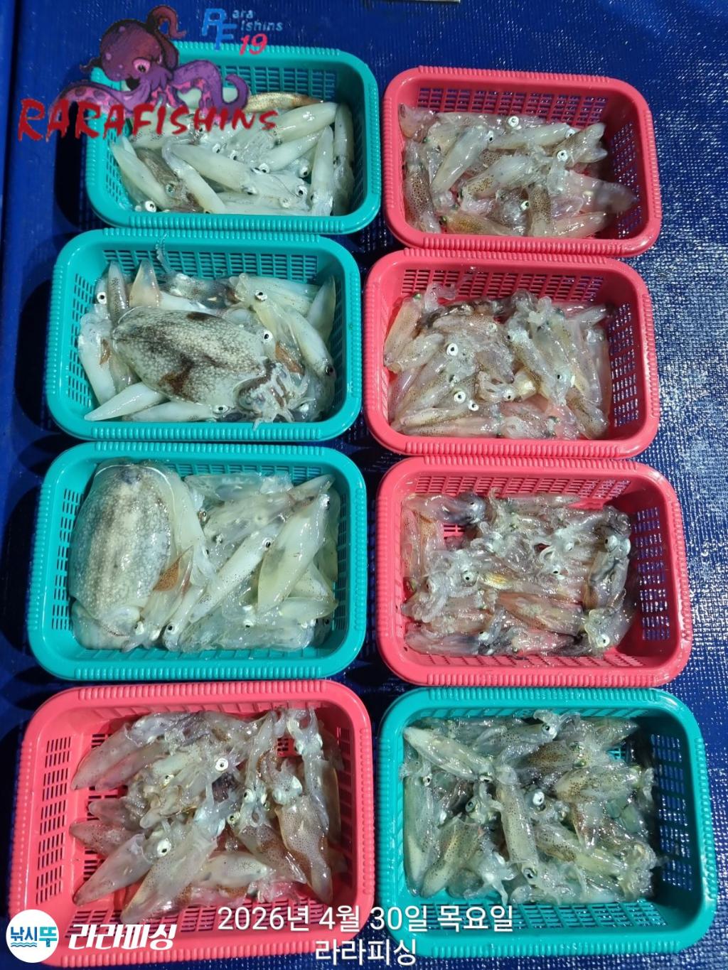 낚시뚜,호래기,돌문어,속천항(진해),라라피싱,낚시뚜0