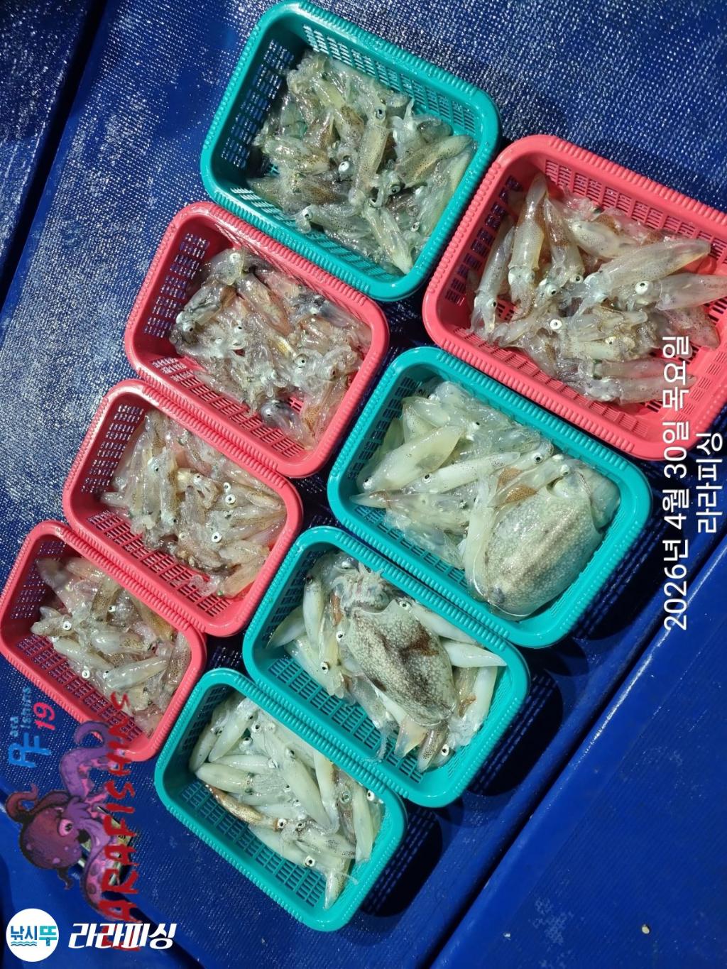 낚시뚜,낙지,돌문어,속천항(진해),라라피싱,낚시뚜8