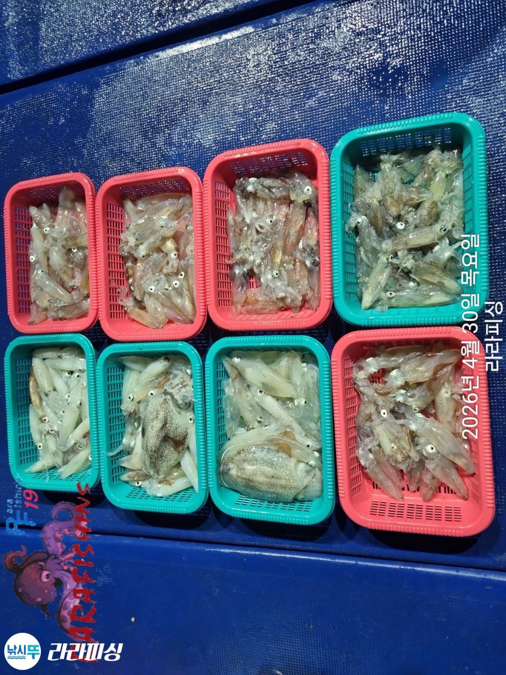 낚시뚜,낙지,돌문어,속천항(진해),라라피싱,낚시뚜6