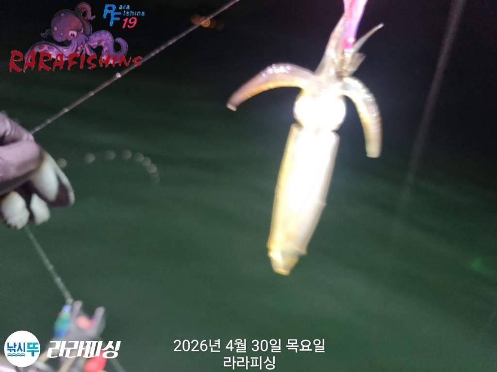 낚시뚜,낙지,돌문어,속천항(진해),라라피싱,낚시뚜5