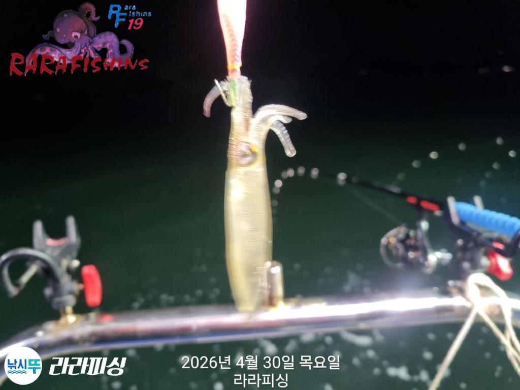 낚시뚜,낙지,돌문어,속천항(진해),라라피싱,낚시뚜3