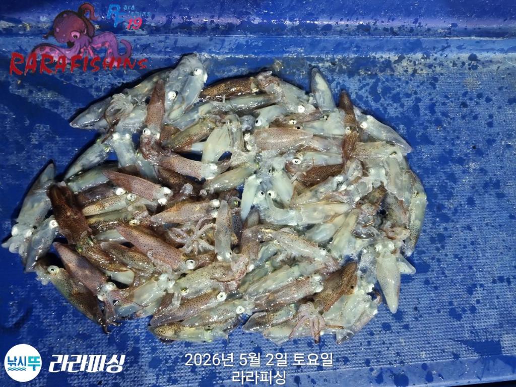 낚시뚜,호래기,속천항(진해),라라피싱,낚시뚜2