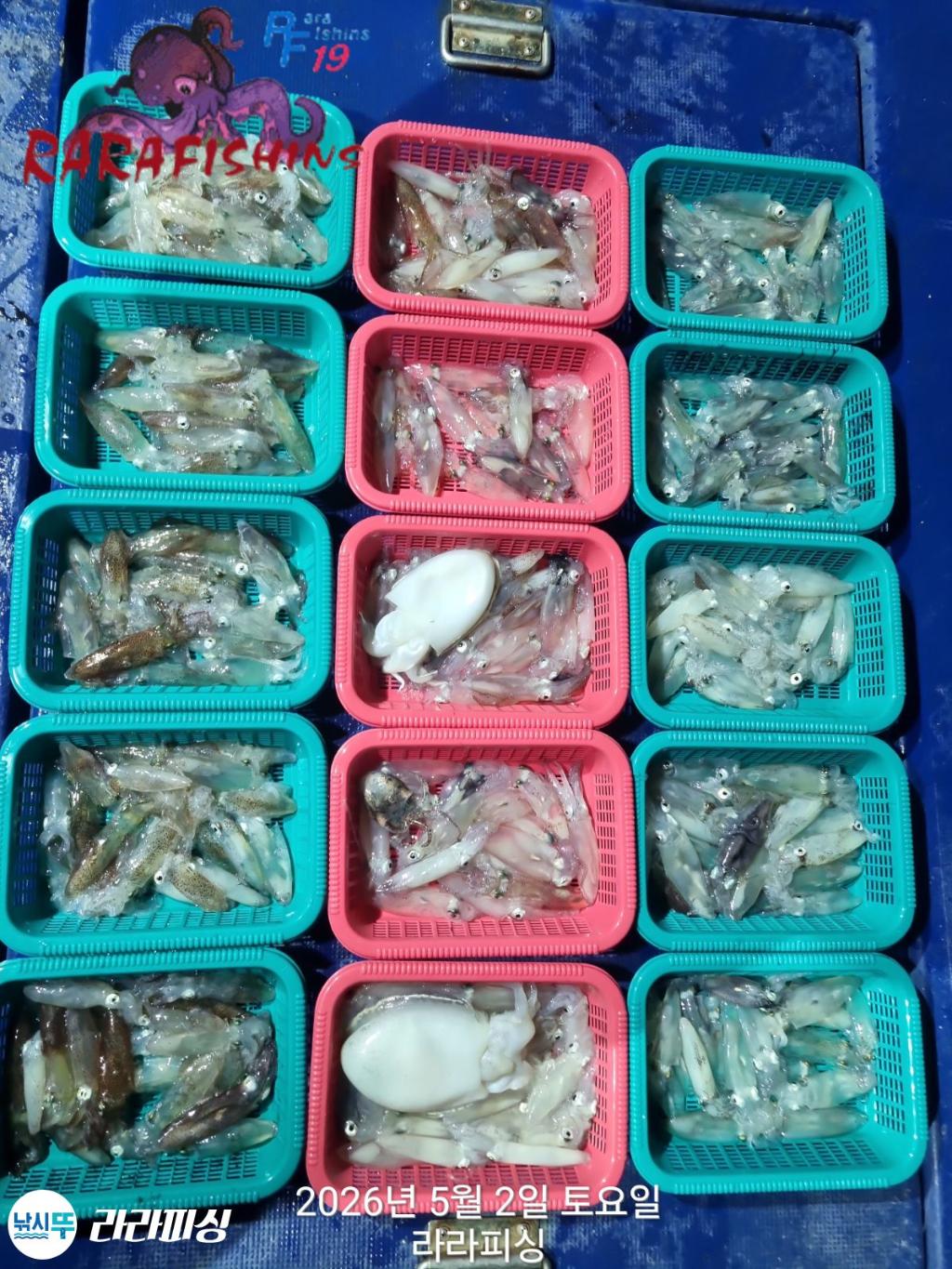 낚시뚜,호래기,속천항(진해),라라피싱,낚시뚜1