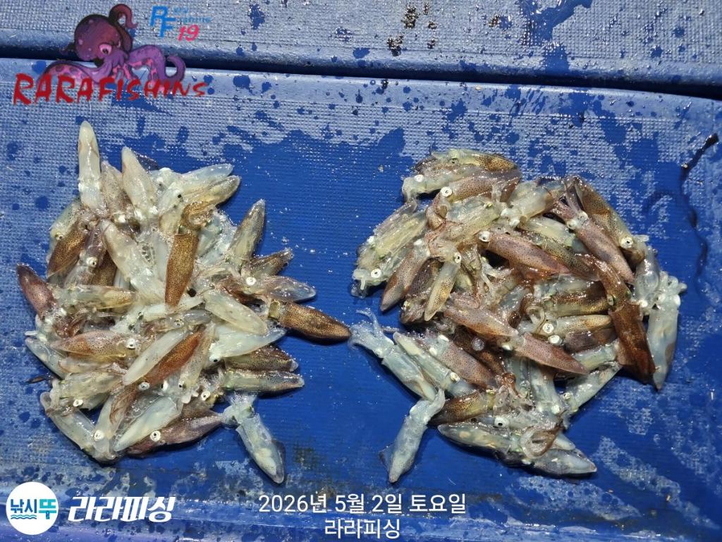 낚시뚜,호래기,속천항(진해),라라피싱,낚시뚜14