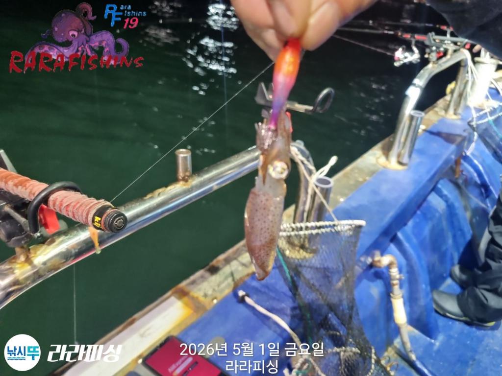 낚시뚜,호래기,속천항(진해),라라피싱,낚시뚜13