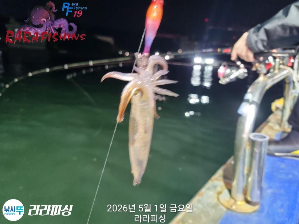 낚시뚜,호래기,속천항(진해),라라피싱,낚시뚜10