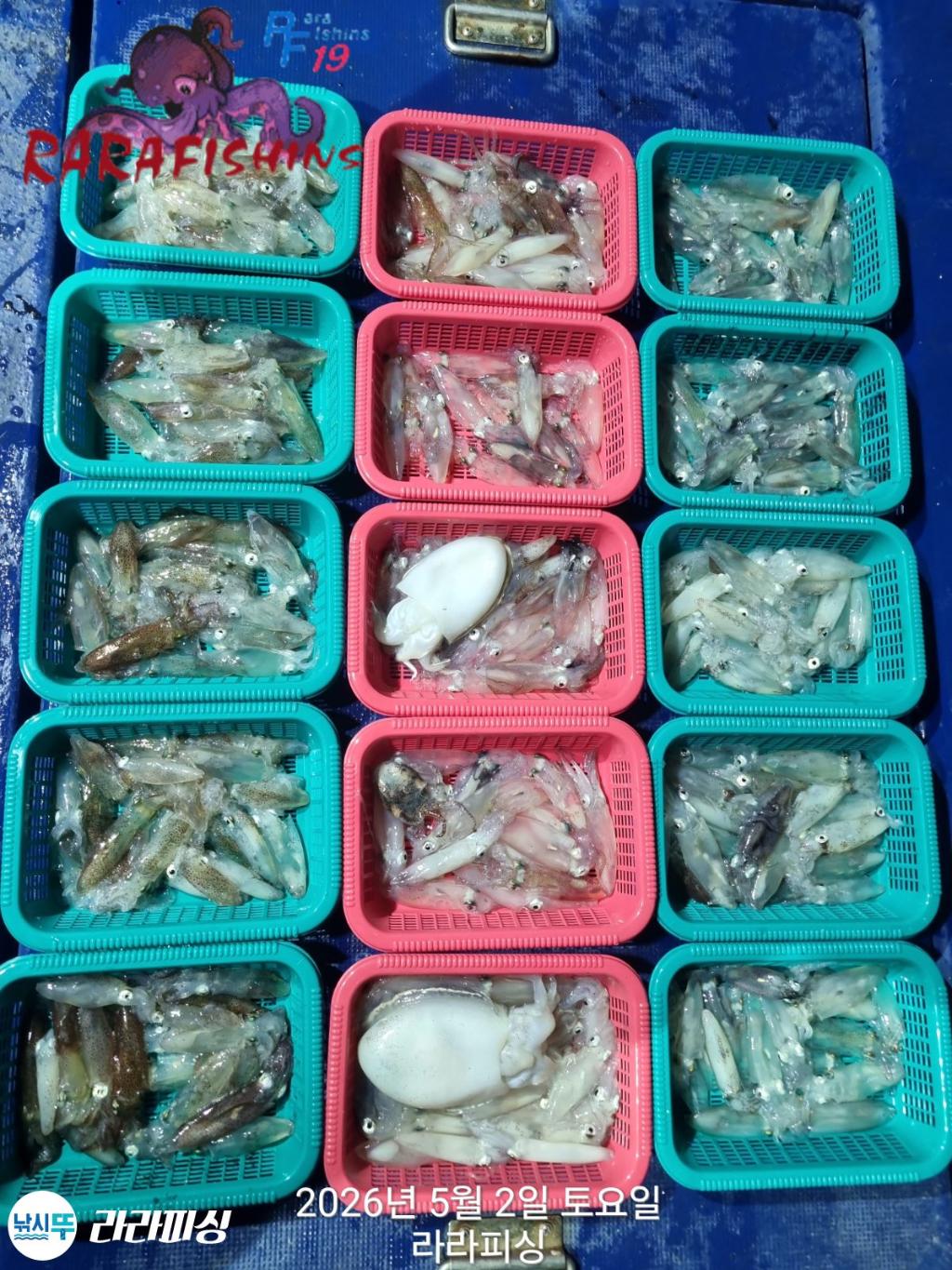 낚시뚜,호래기,속천항(진해),라라피싱,낚시뚜1
