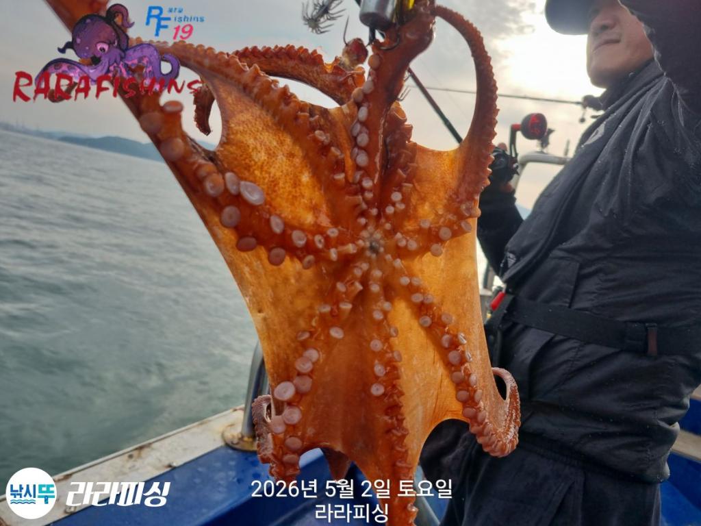 낚시뚜,호래기,돌문어,속천항(진해),라라피싱,낚시뚜22