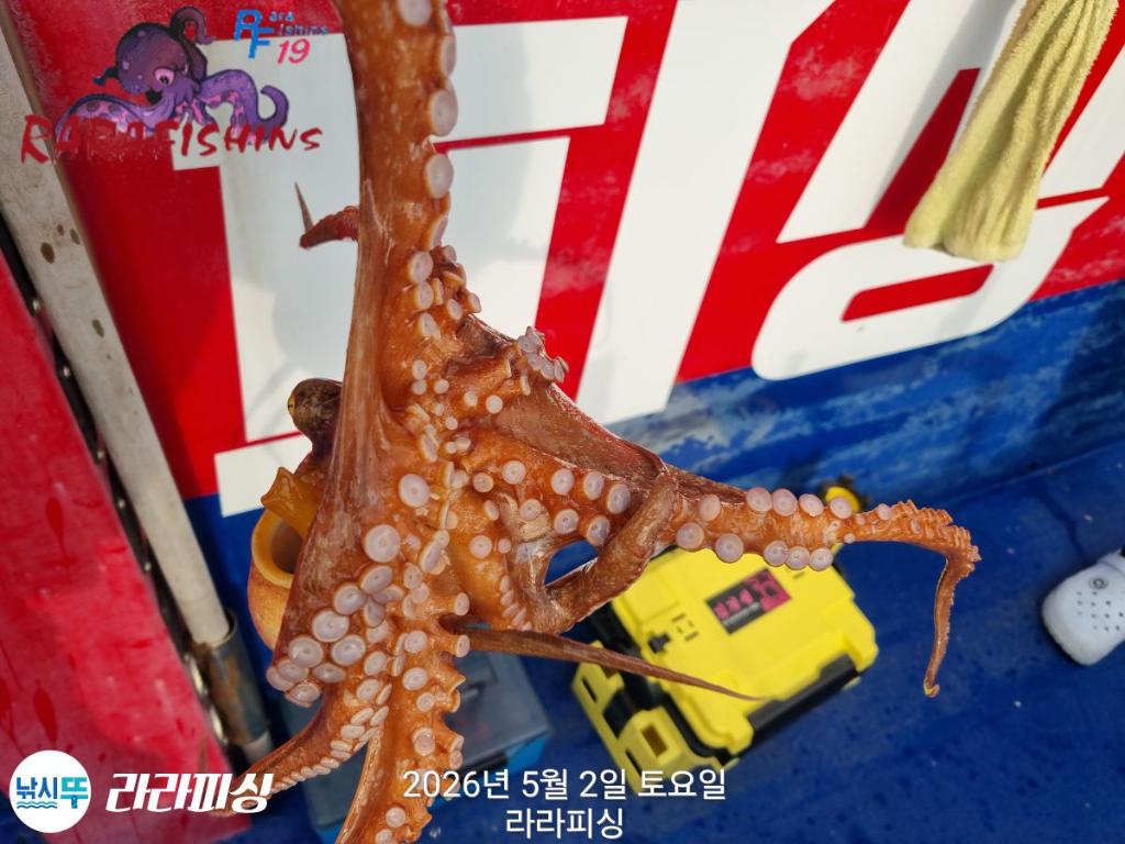 낚시뚜,호래기,돌문어,속천항(진해),라라피싱,낚시뚜18