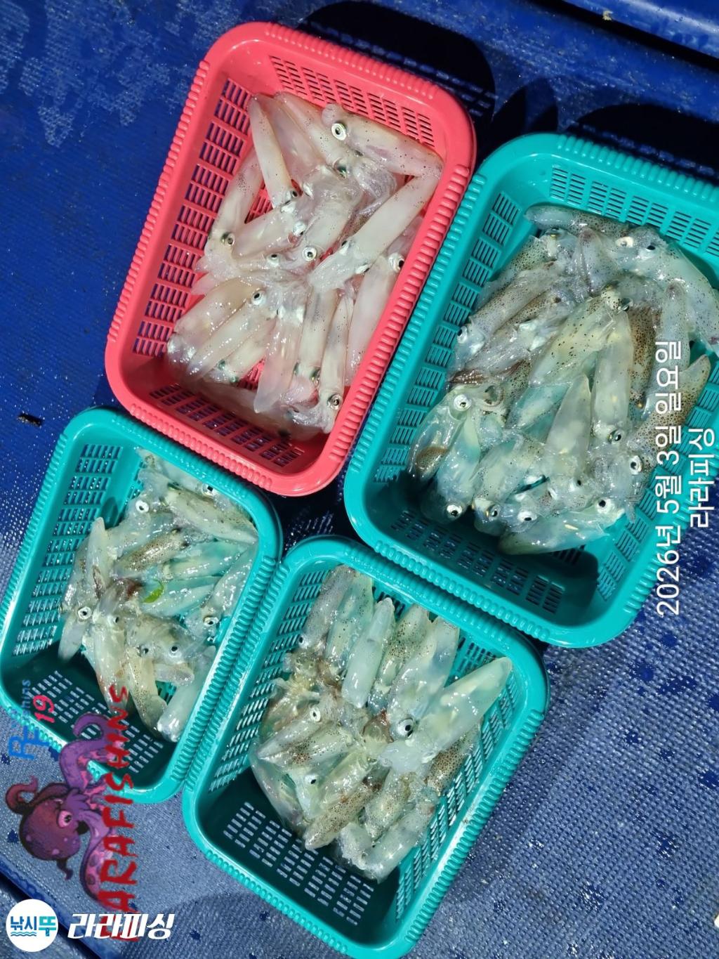 낚시뚜,호래기,돌문어,속천항(진해),라라피싱,낚시뚜13