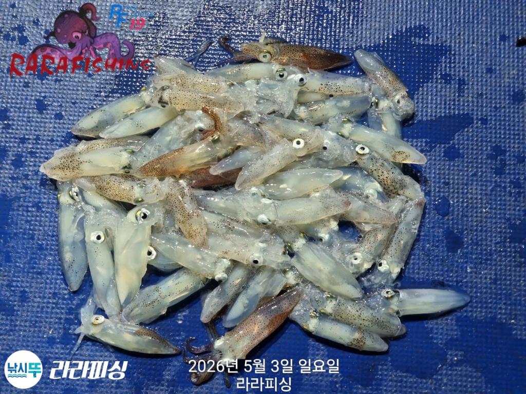 낚시뚜,호래기,돌문어,속천항(진해),라라피싱,낚시뚜0