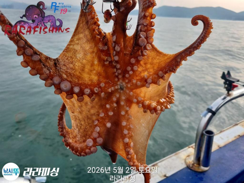 낚시뚜,낙지,돌문어,속천항(진해),라라피싱,낚시뚜22