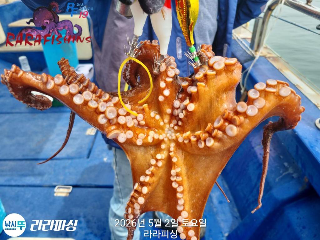 낚시뚜,낙지,돌문어,속천항(진해),라라피싱,낚시뚜17