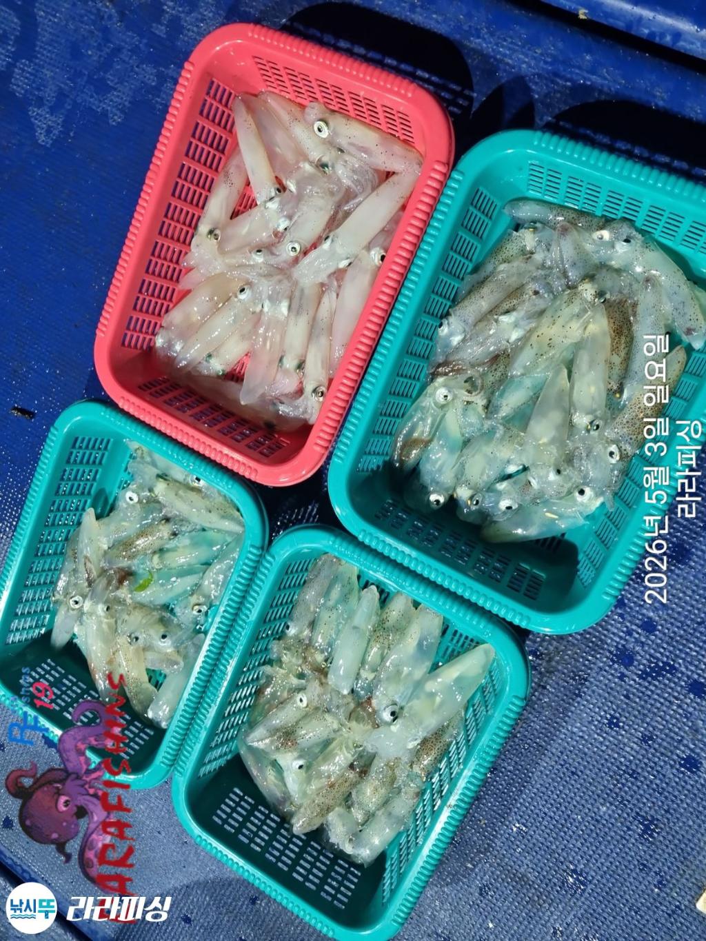 낚시뚜,낙지,돌문어,속천항(진해),라라피싱,낚시뚜13