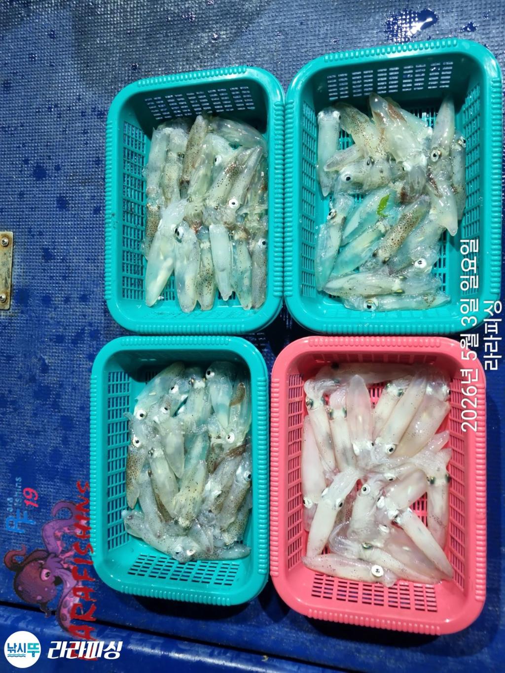 낚시뚜,낙지,돌문어,속천항(진해),라라피싱,낚시뚜11