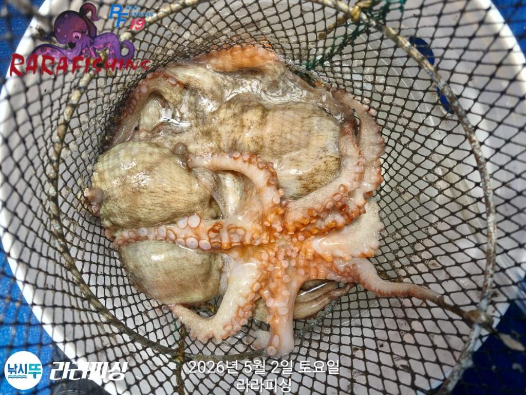 낚시뚜,호래기,돌문어,속천항(진해),라라피싱,낚시뚜23