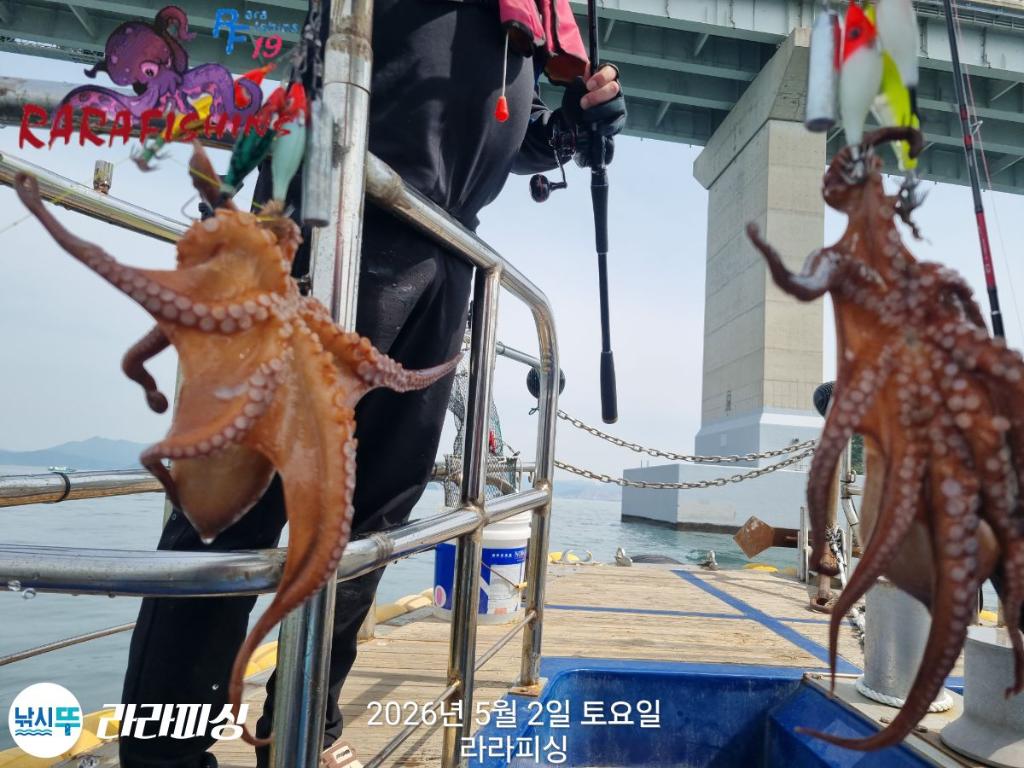 낚시뚜,호래기,돌문어,속천항(진해),라라피싱,낚시뚜16