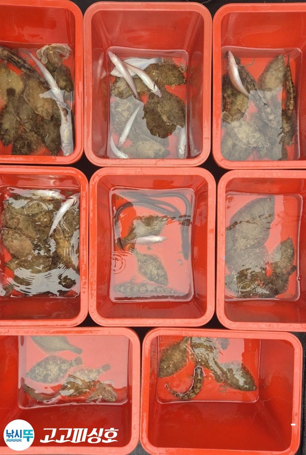 낚시뚜,도다리,속천항(진해),고고피싱호,낚시뚜23