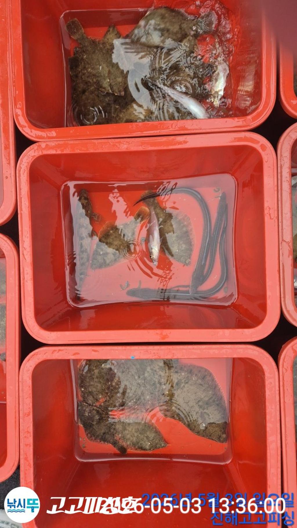 낚시뚜,도다리,속천항(진해),고고피싱호,낚시뚜21