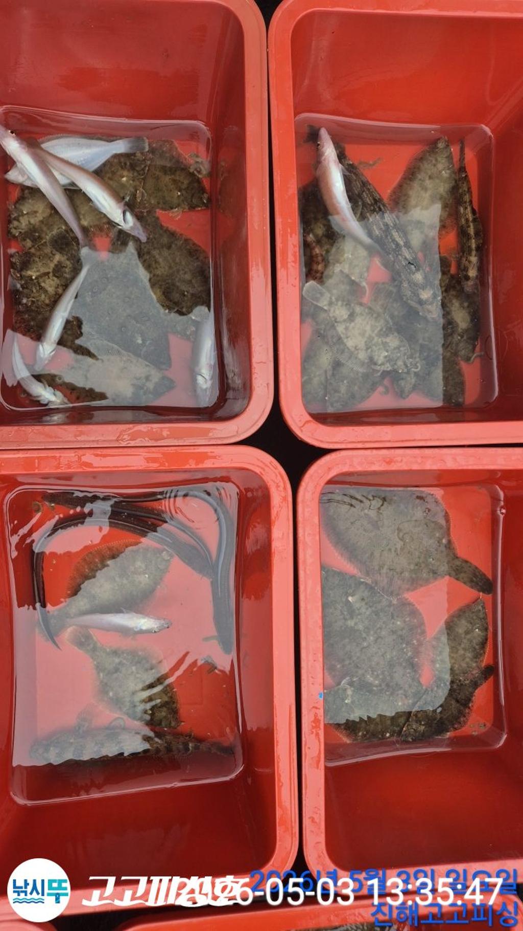 낚시뚜,도다리,속천항(진해),고고피싱호,낚시뚜19