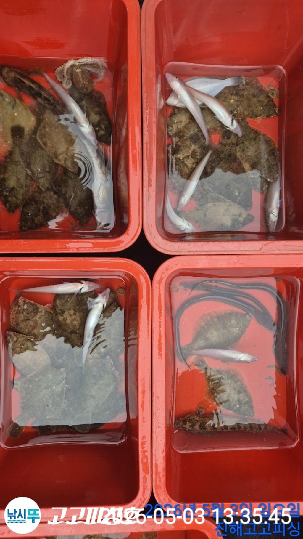 낚시뚜,도다리,속천항(진해),고고피싱호,낚시뚜18