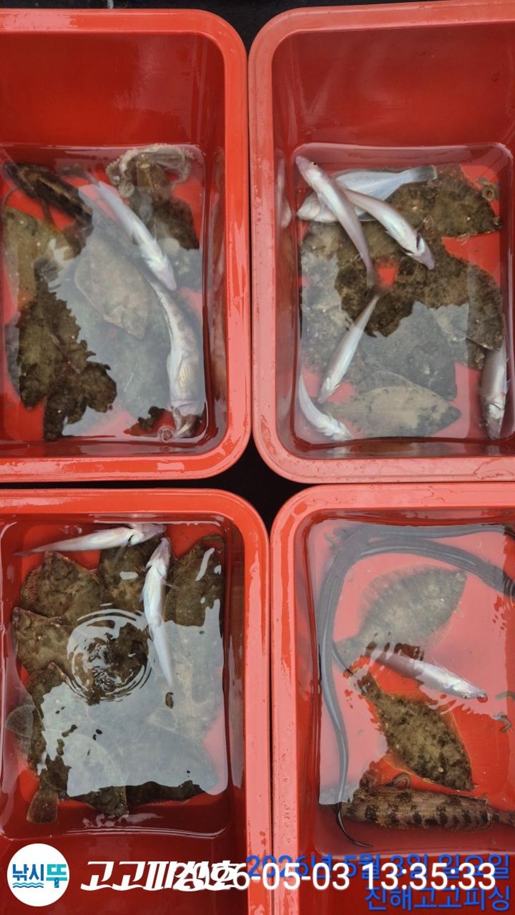 낚시뚜,도다리,속천항(진해),고고피싱호,낚시뚜16