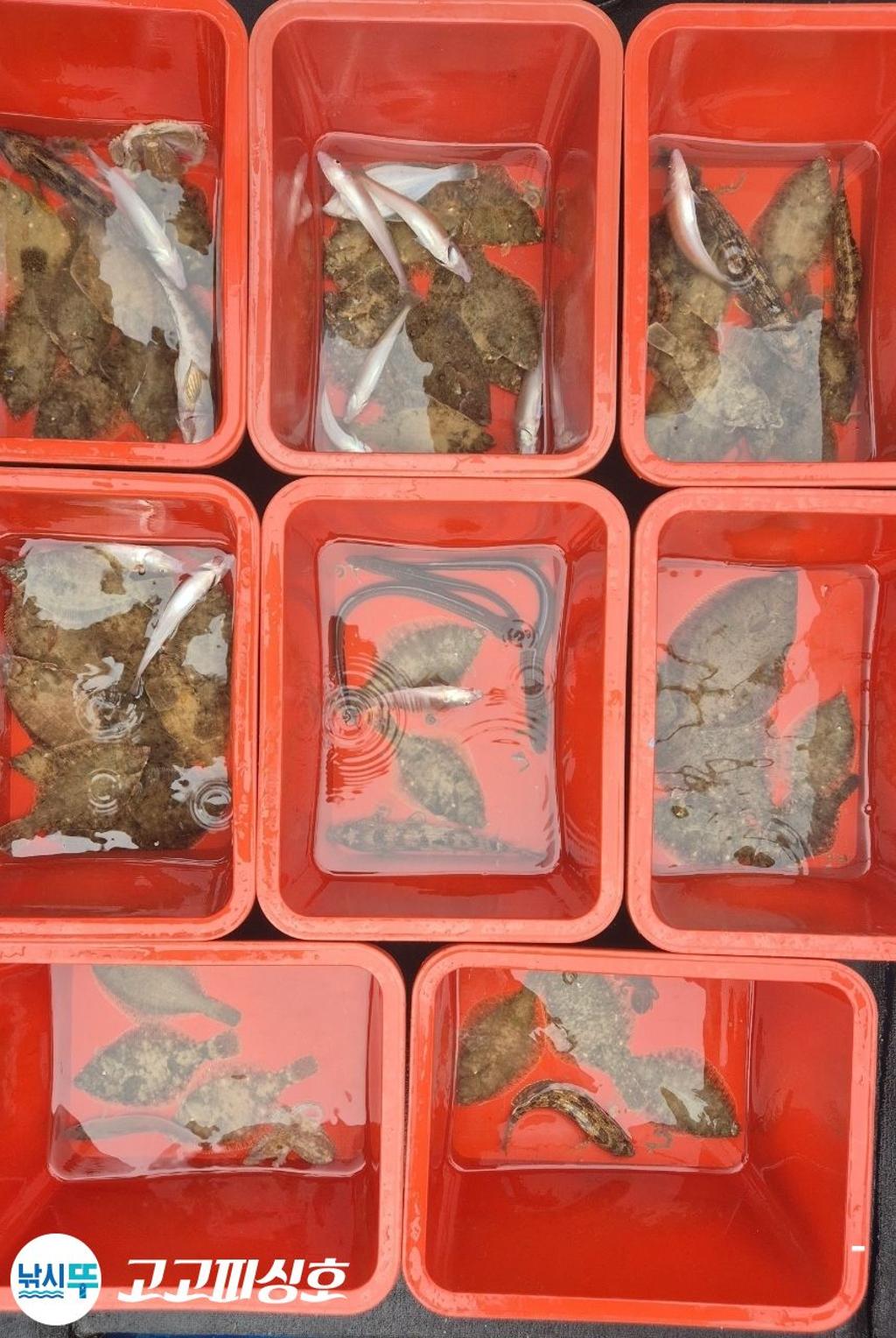 낚시뚜,도다리,속천항(진해),고고피싱호,낚시뚜13