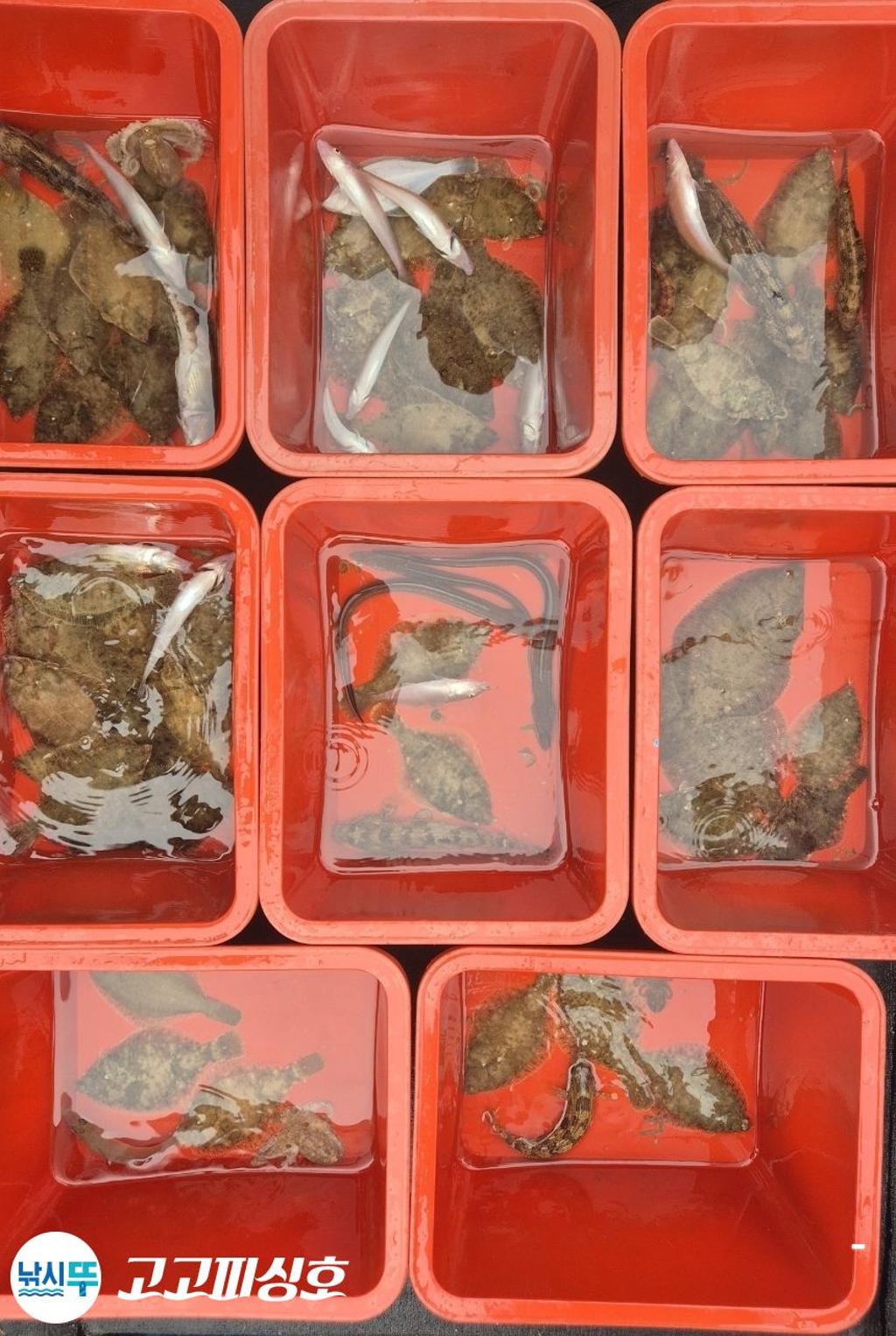낚시뚜,도다리,속천항(진해),고고피싱호,낚시뚜12