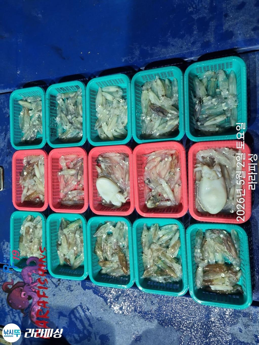 낚시뚜,호래기,속천항(진해),라라피싱,낚시뚜17