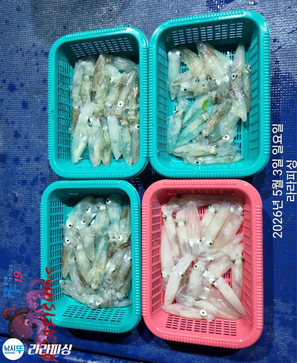 낚시뚜,호래기,속천항(진해),라라피싱,낚시뚜10