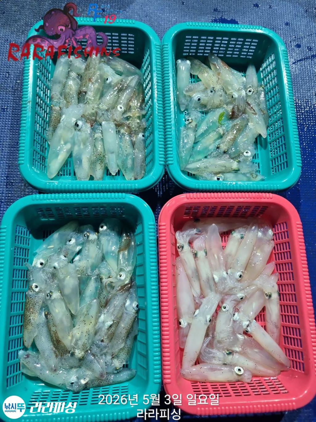 낚시뚜,호래기,속천항(진해),라라피싱,낚시뚜1