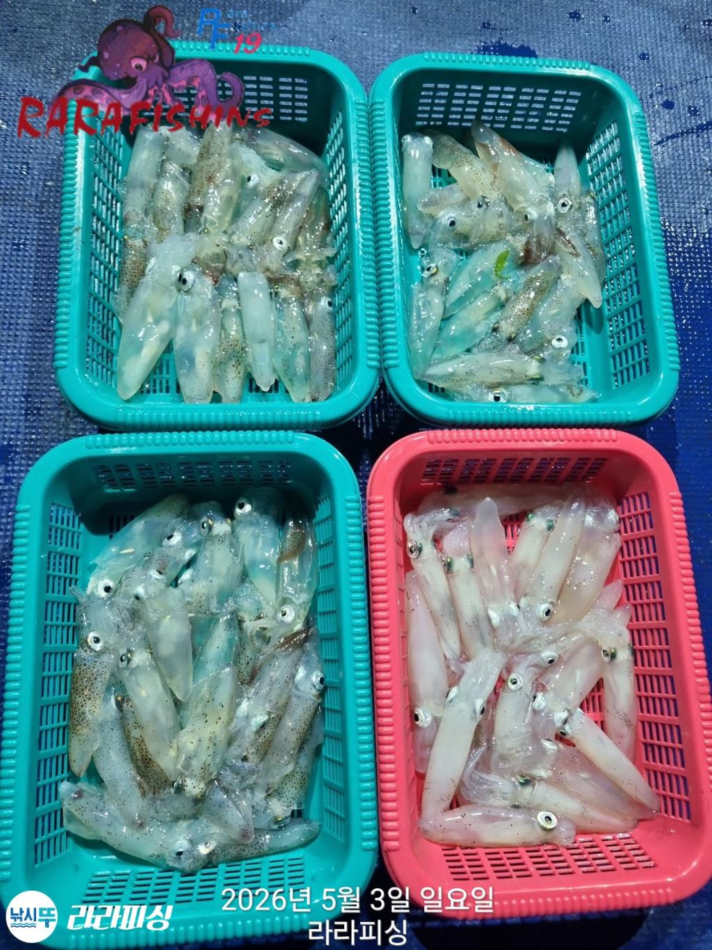 낚시뚜,호래기,속천항(진해),라라피싱,낚시뚜0