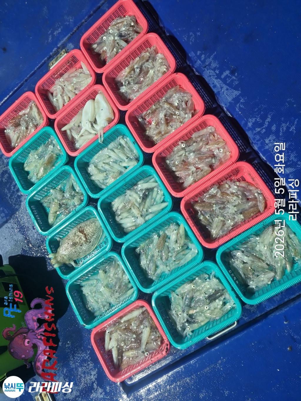 낚시뚜,호래기,속천항(진해),라라피싱,낚시뚜19