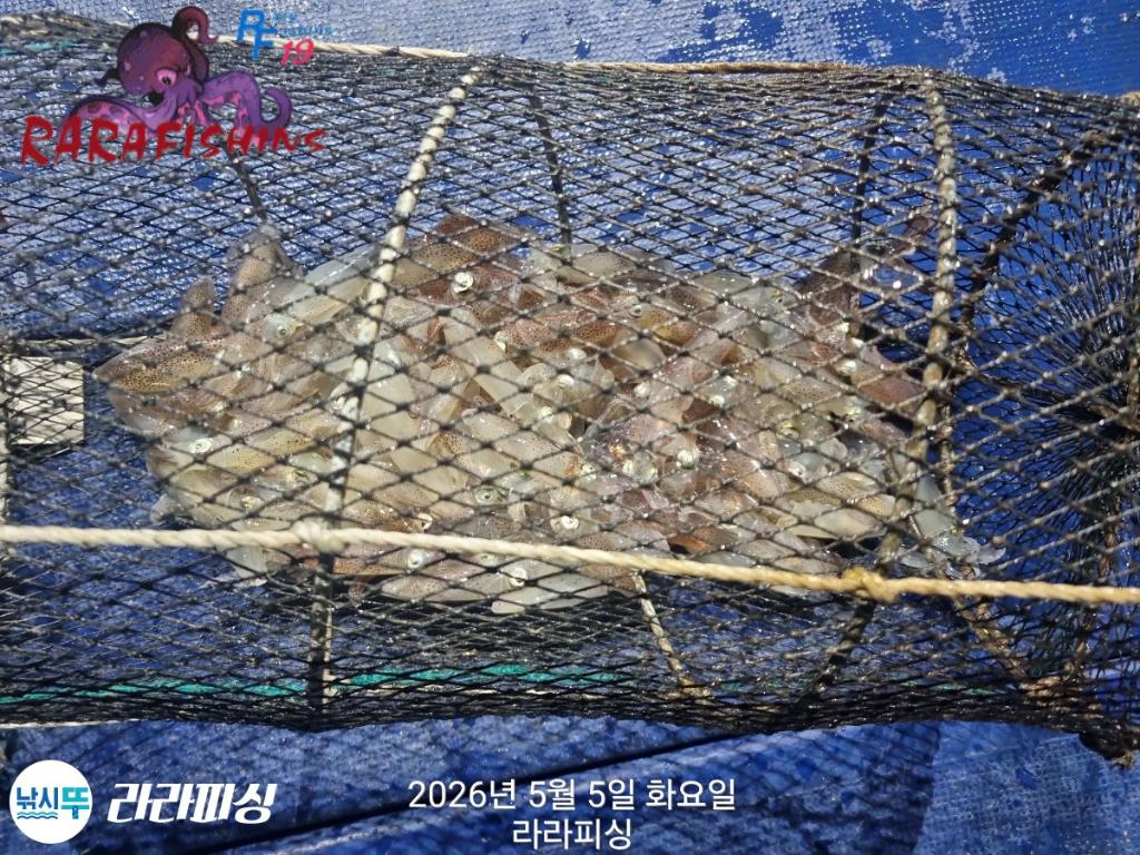 낚시뚜,호래기,속천항(진해),라라피싱,낚시뚜3