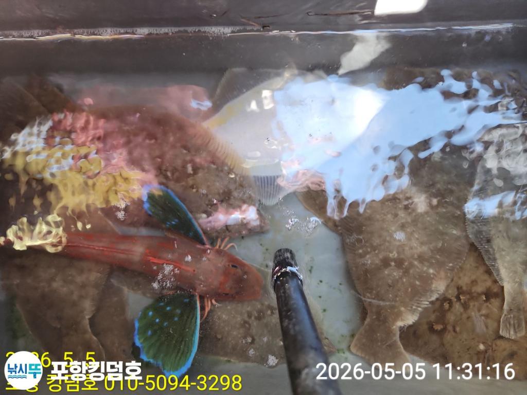 낚시뚜,도다리,영일만항,포항 킹덤호,낚시뚜53