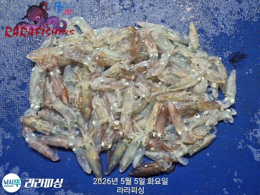 낚시뚜,호래기,속천항(진해),라라피싱,낚시뚜2