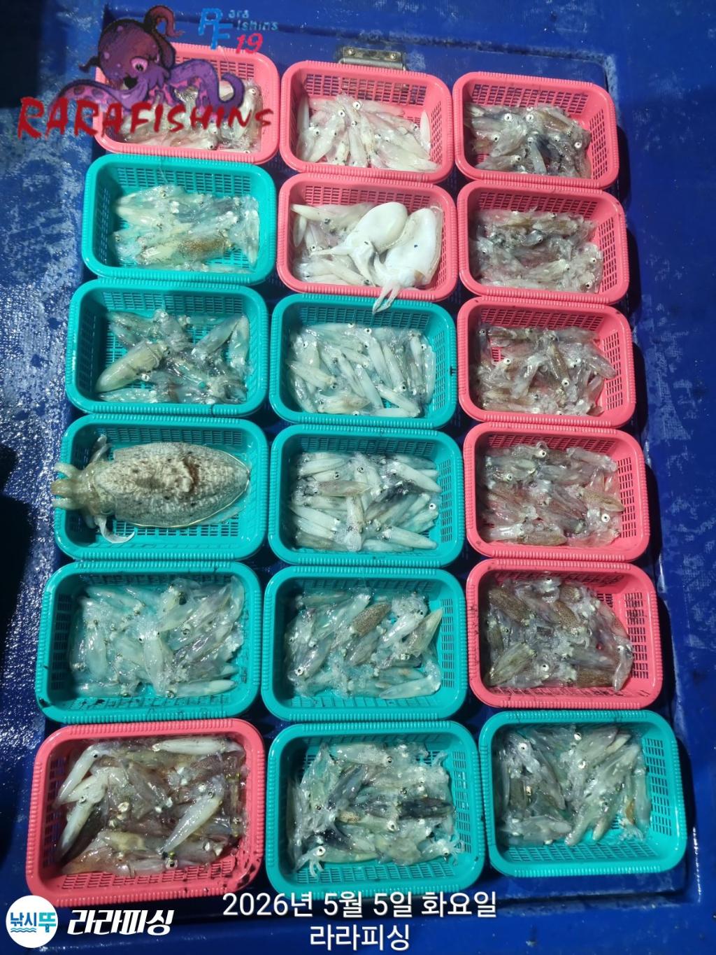 낚시뚜,호래기,속천항(진해),라라피싱,낚시뚜1