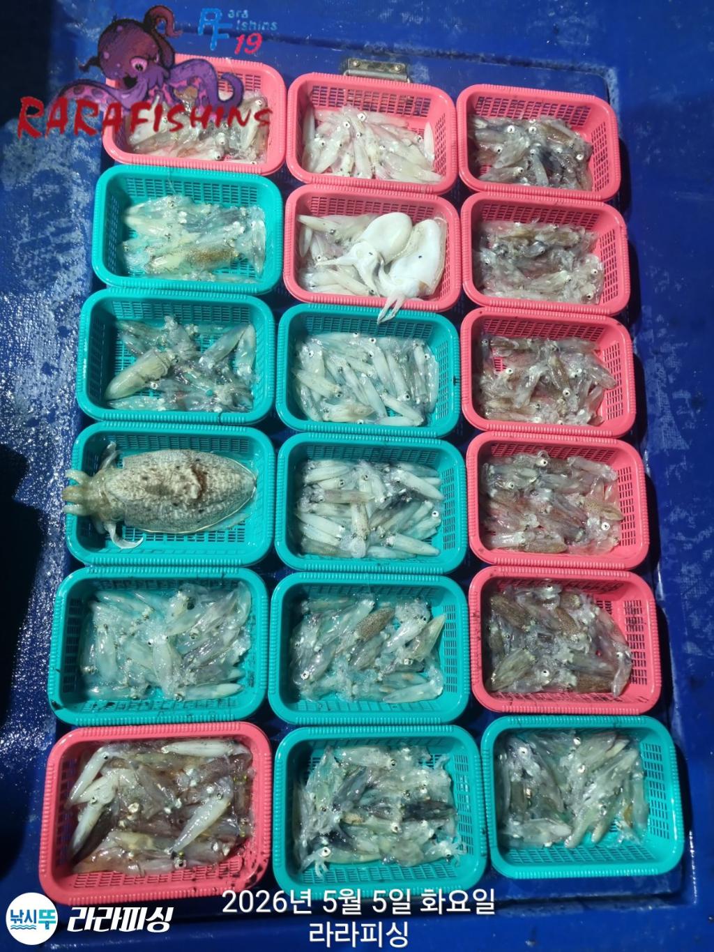 낚시뚜,호래기,속천항(진해),라라피싱,낚시뚜0