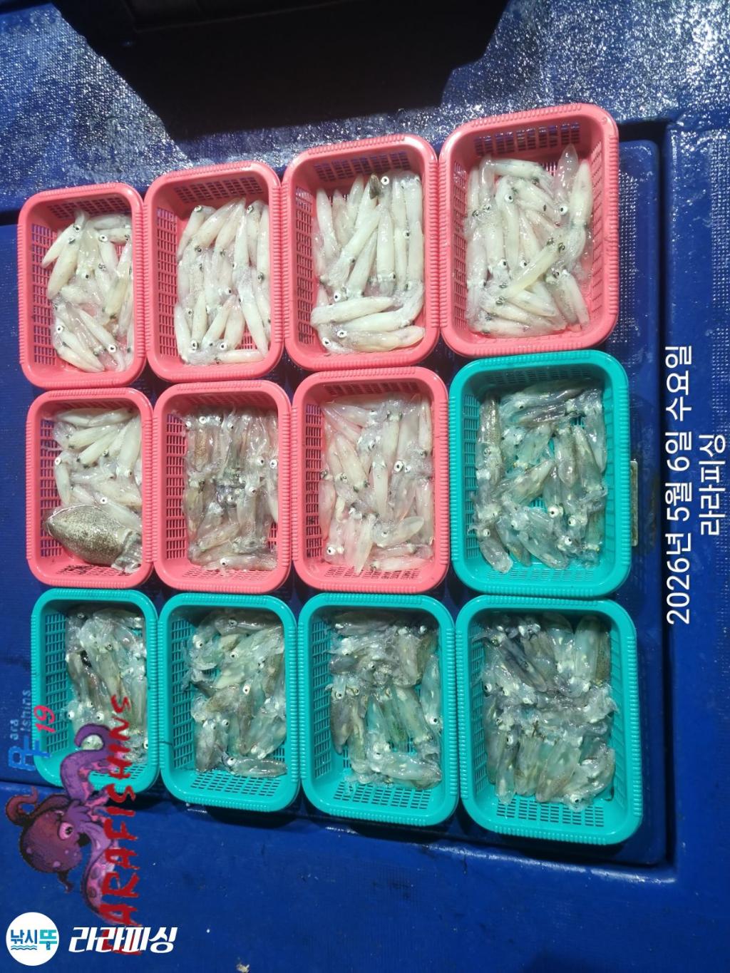 낚시뚜,호래기,속천항(진해),라라피싱,낚시뚜17